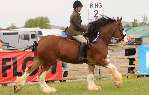 Julia Wilson and Roeview Andrew won the ridden Clydesdale class at Balmoral