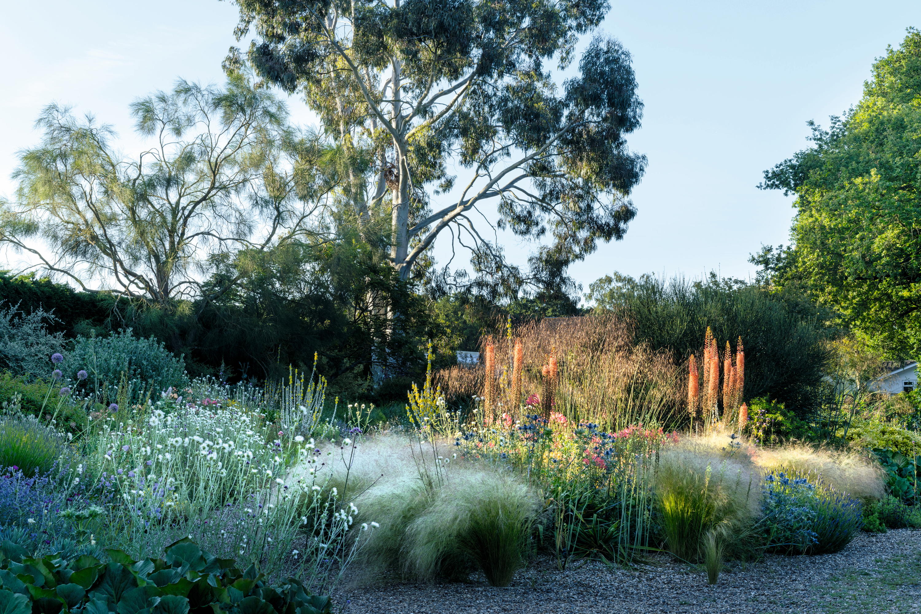Grasses and perennial plants, such as eremurus and eryngiums in the gravel garden of Beth Chatto in Essex