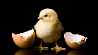 Fluffy yellow chick hatching out of brown egg on a black background.jpg