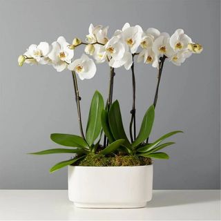 White moth orchid garden. Plants.com