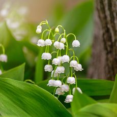 Closeup of lily of the valley flowers next to a tree