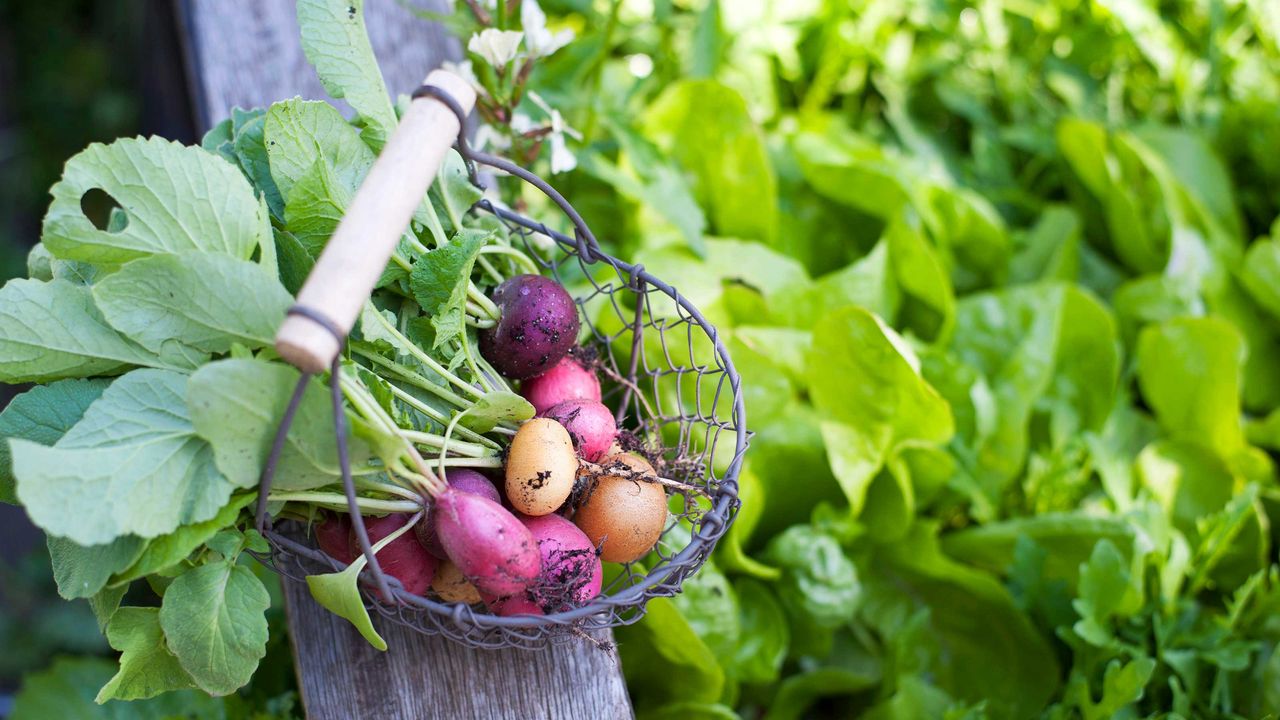 radishes in basket