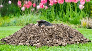 A mole burrowing through grass after digging a tunnel