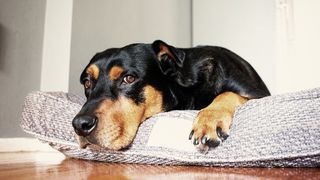 Big, black and tan dog lying in his best dog bed