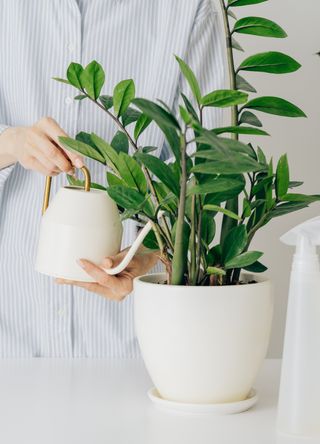 Watering plants