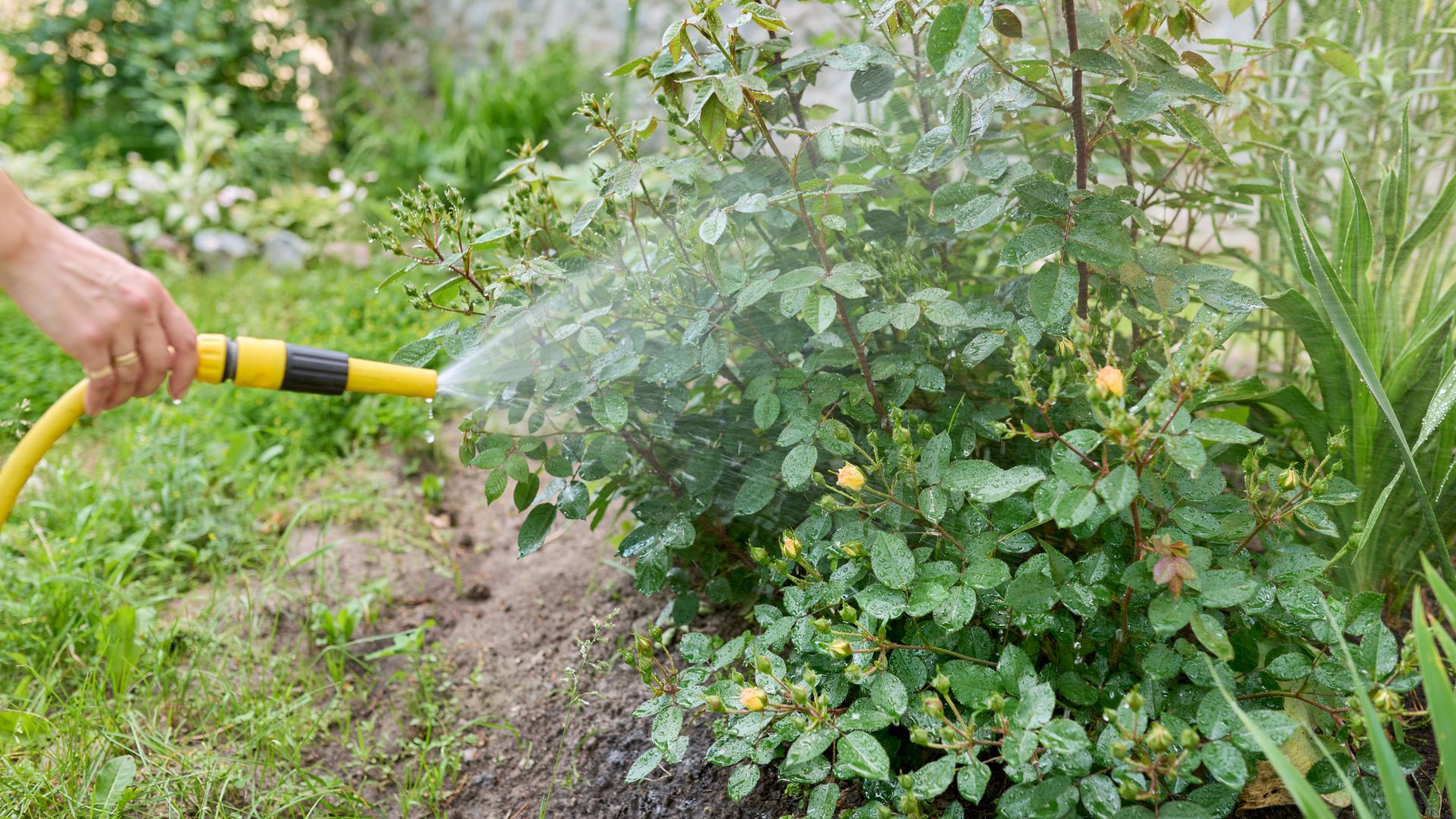 person watering rose bush in garden with hose