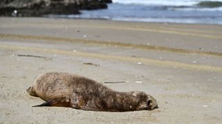 A sick sea lion lying on a beach with the sea in the background.
