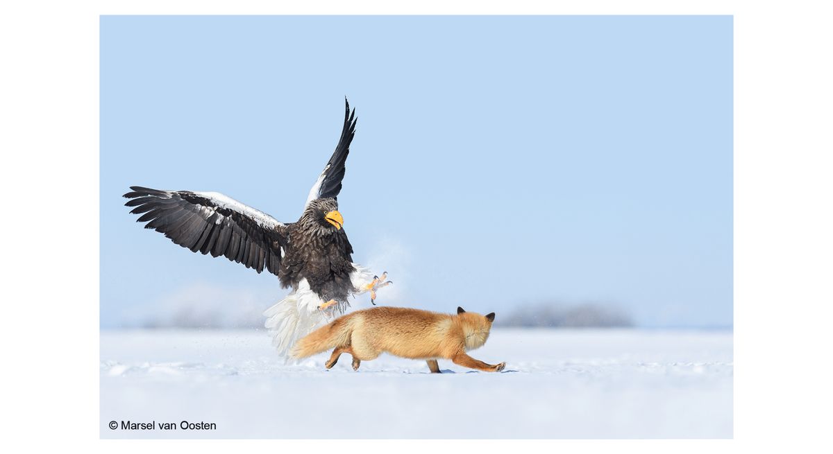 Marsel van Oosten Mother 