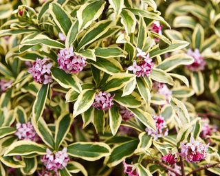 Flowers and foliage of a variegated Daphne odora