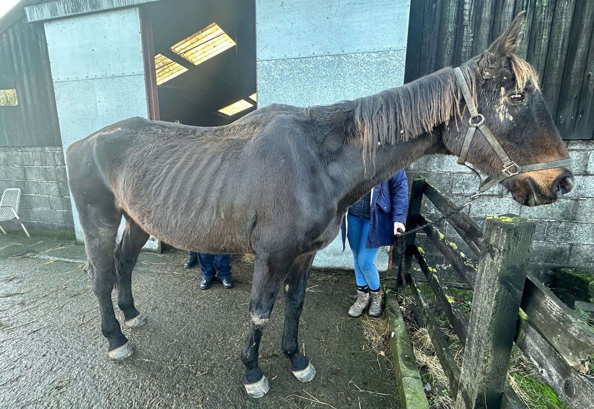 An underweight bay horse tied up in a yard