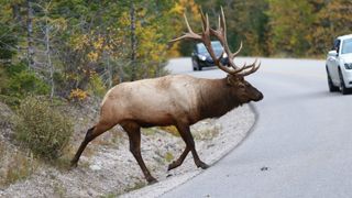 Elk on road in Canada
