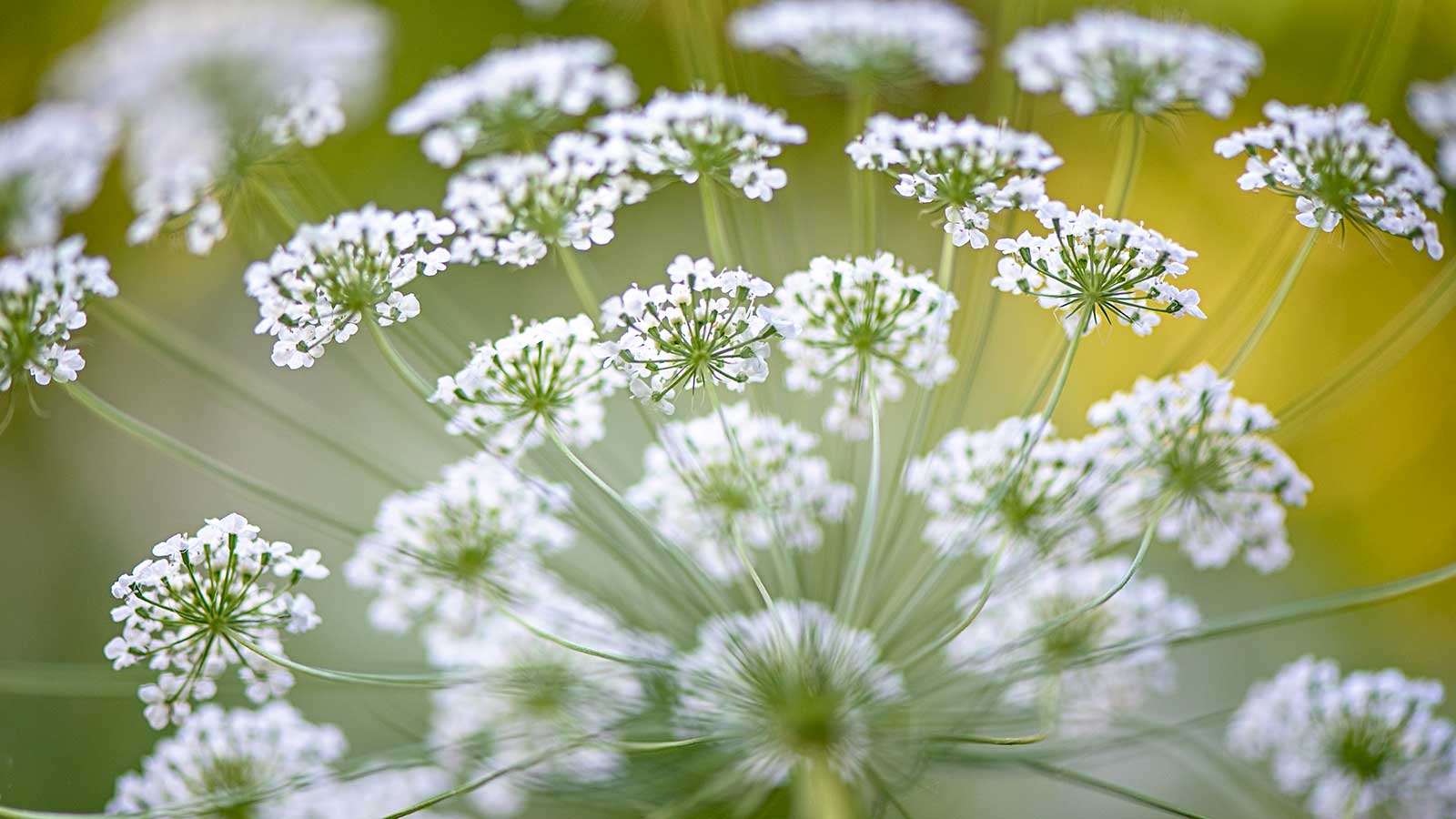 Daucus carota flower close-up