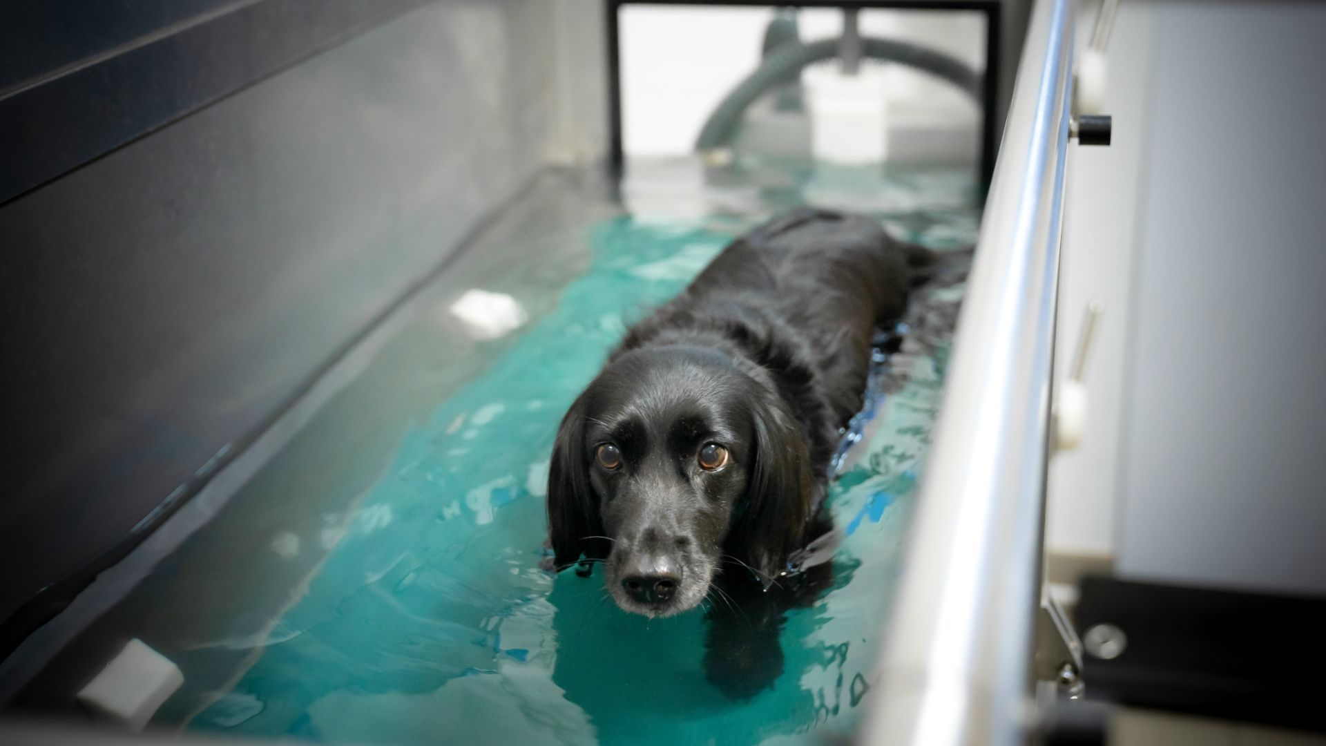 small black dog on a water treadmill