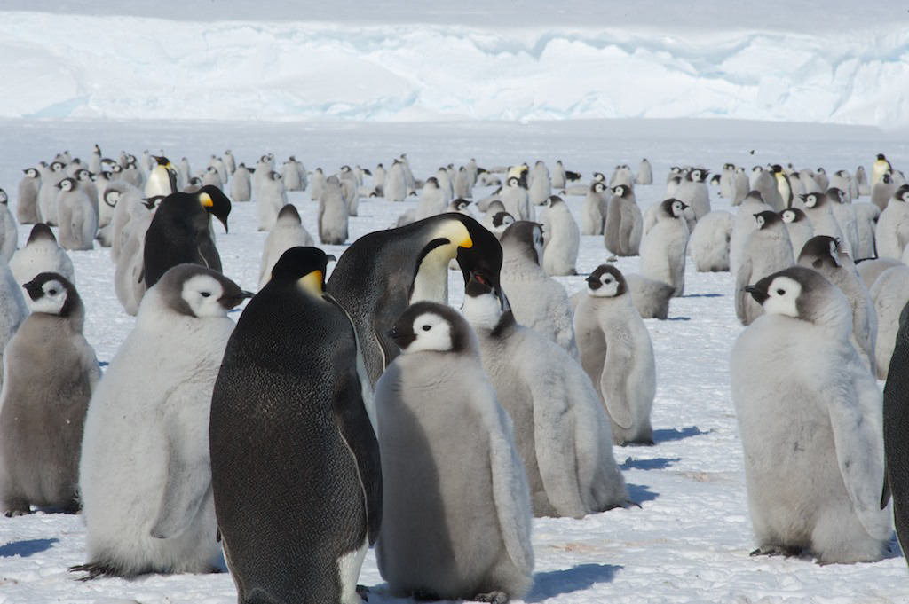 Charming Chick Photos: Antarctica's Baby Penguins | Live Science