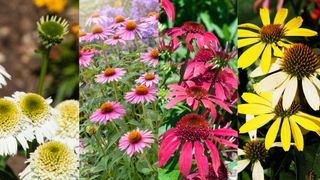 A colorful range of coneflowers