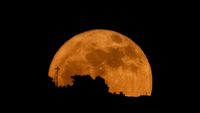 a close up orange hue moon rising behind silhouetted trees 