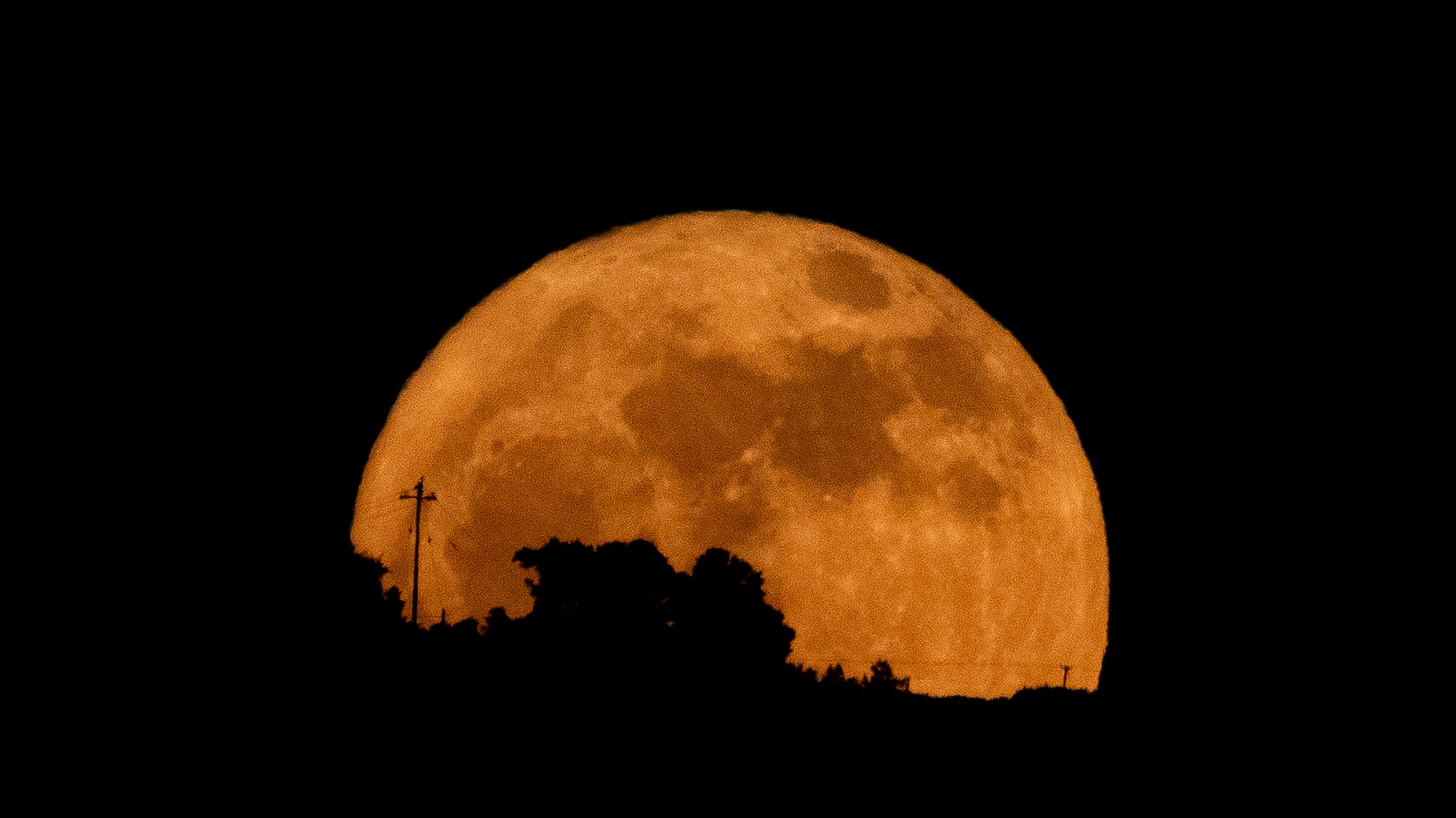 a close up orange hue moon rising behind silhouetted trees 