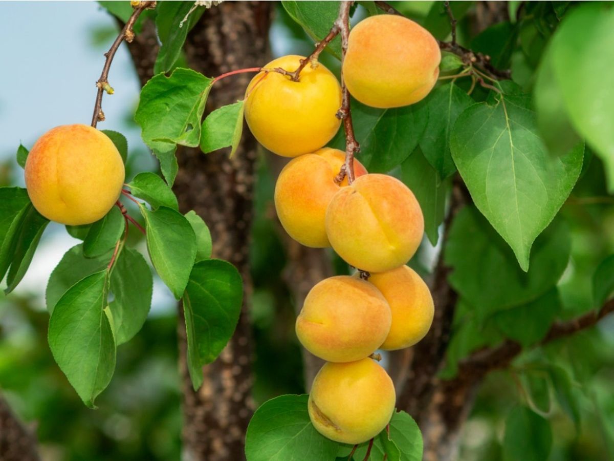 What Causes Leucostoma In Apricots How To Treat Apricot Leucostoma