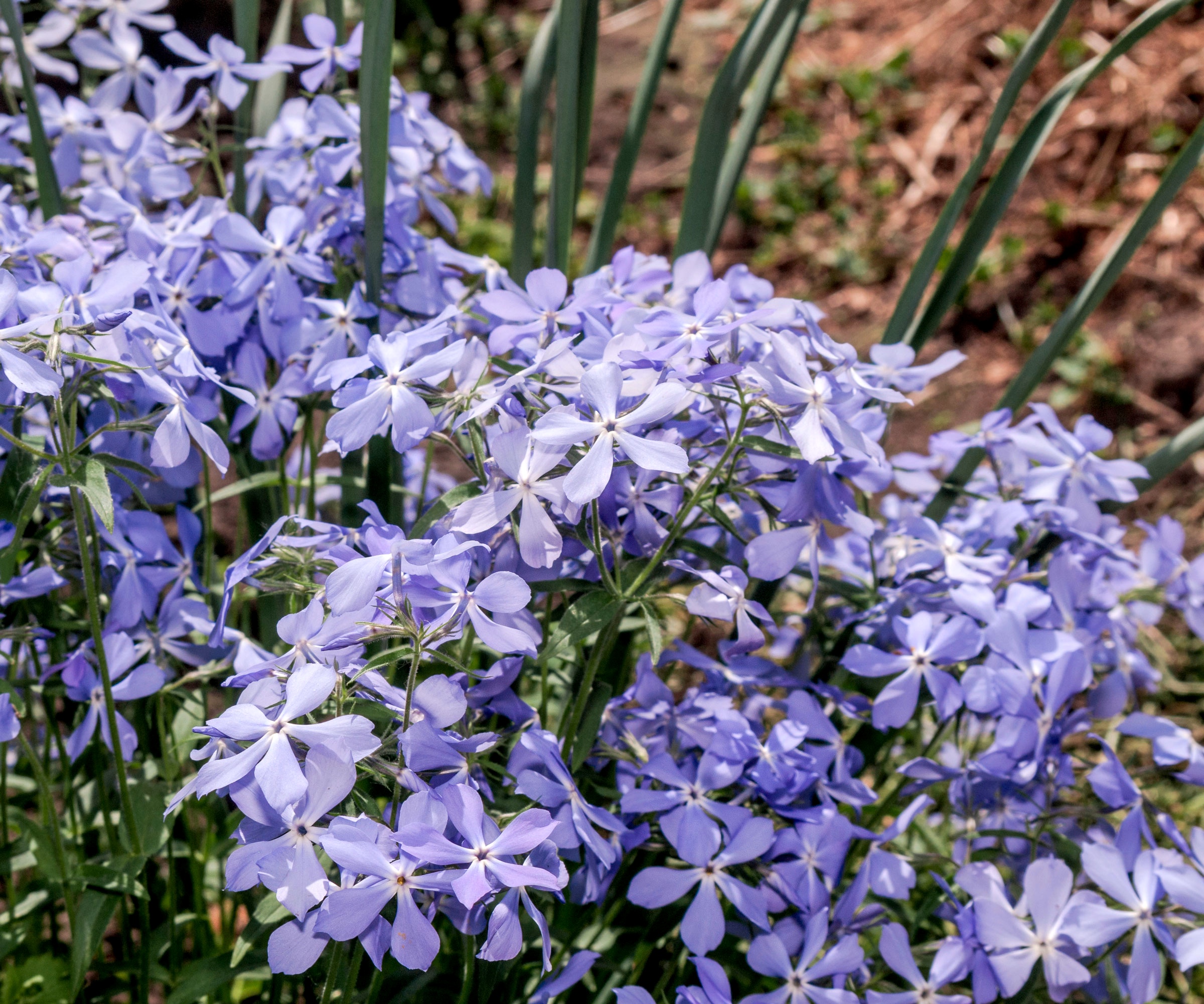 woodland phlox with purple flowers