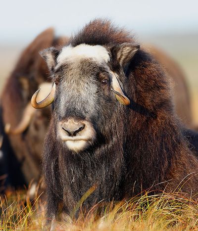 Organism, Terrestrial animal, Goats, Snout, Fur, Working animal, Livestock, Goat, Wildlife, Goat-antelope,
