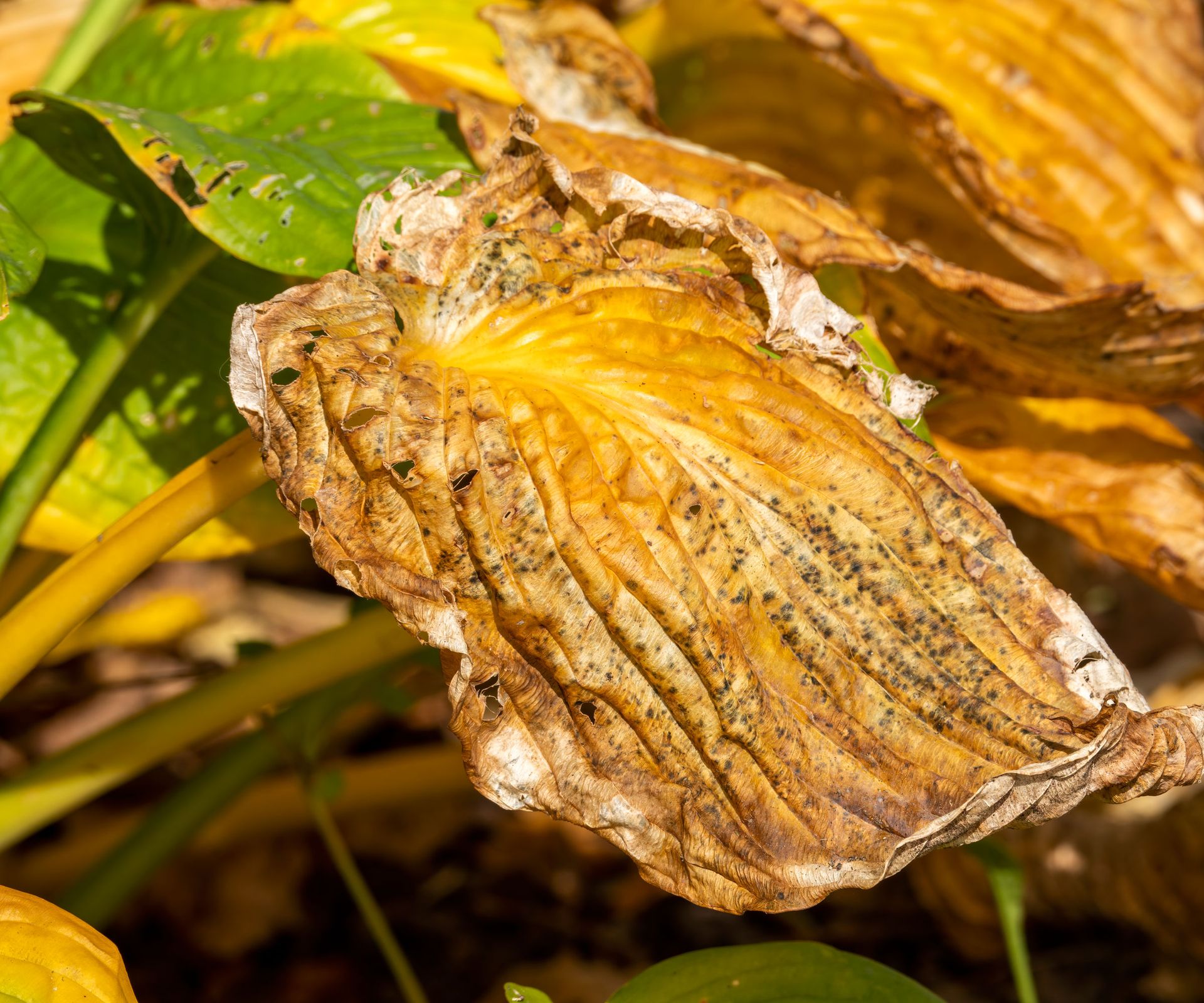 hosta leaves turning brown and yellow