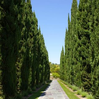 Italian Cypress Tree