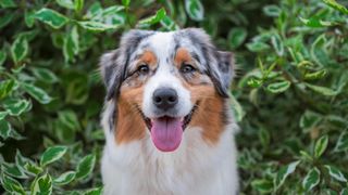 australian shepherd dog smiling