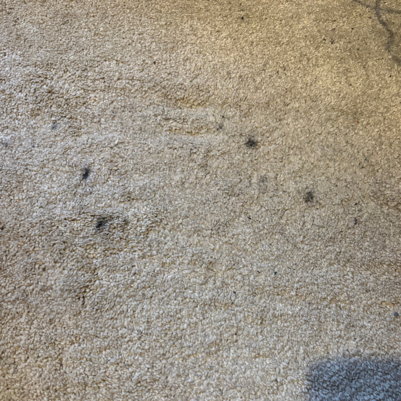 black marks on light carpet before using Rug Doctor Deep Upright Carpet Cleaner review