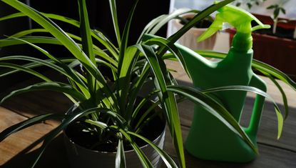 A spider plant in a shady indoor area next to a green spray bottle