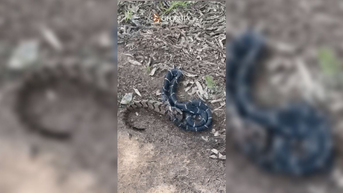 Snake caught eating even bigger snake in striking new video