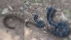 A screenshot from a new video of an eastern kingsnake eating a timber rattlesnake.