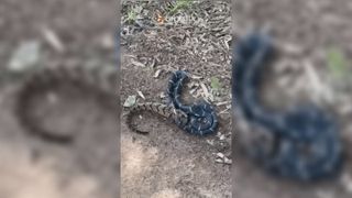 A screenshot from a new video of an eastern kingsnake eating a timber rattlesnake.