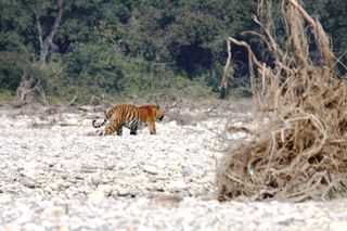 Male bengal tiger in India
