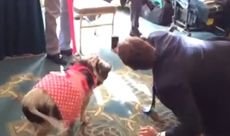 Watch a senator's sad attempt to take a selfie with a live pig