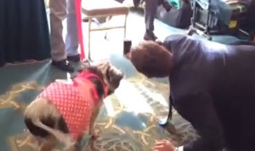 Watch a senator&amp;#039;s sad attempt to take a selfie with a live pig