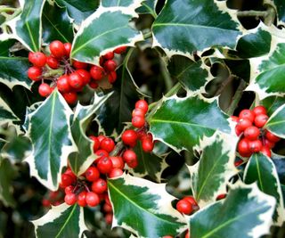 Variegated holly leaves and scarlet berries