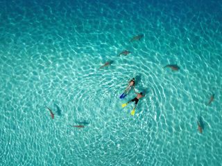 dronies, dronestagram, Snorkeling with Sharks