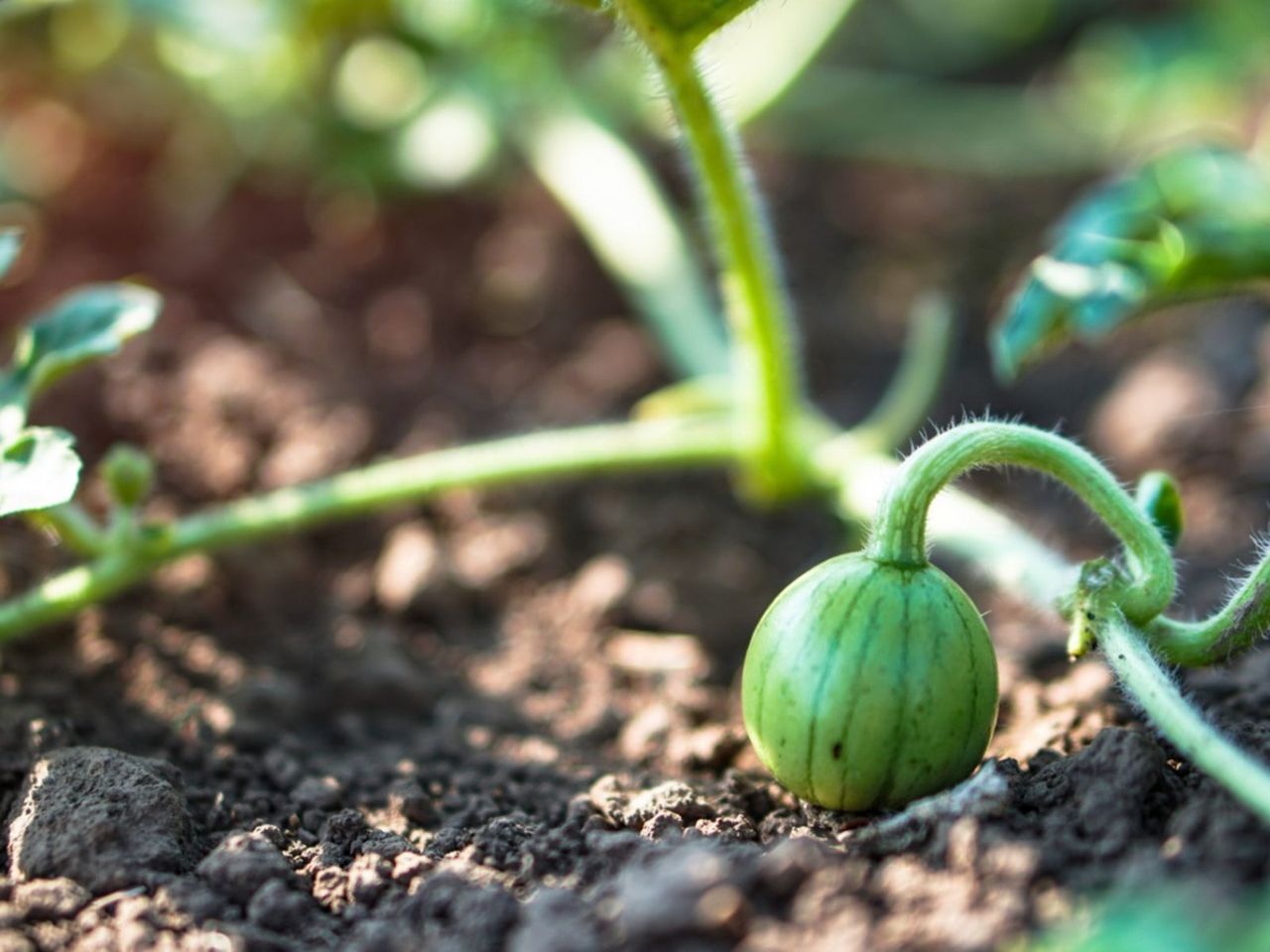 Cucurbit Growing In The Garden