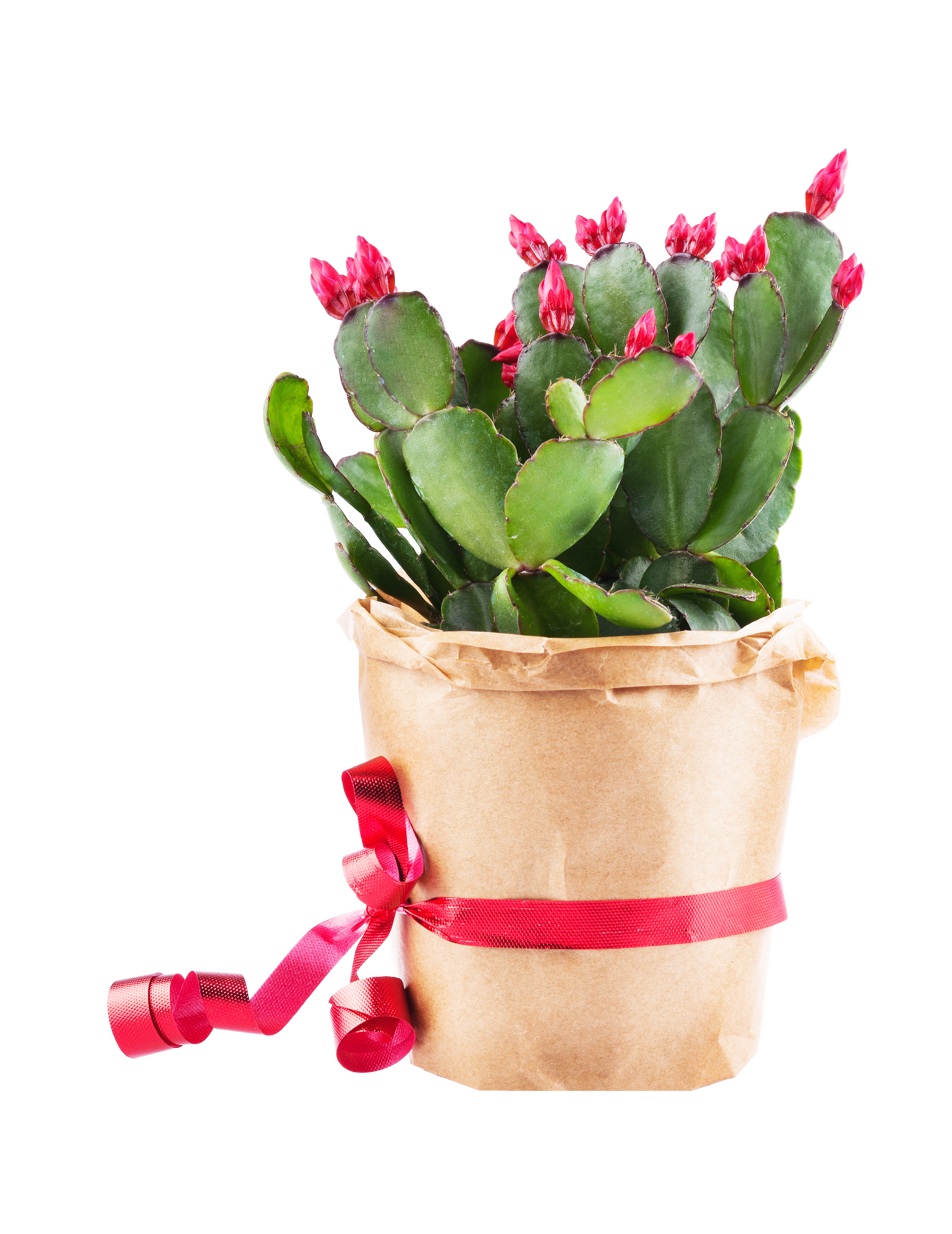 christmas cactus wrapped up as holiday gift with ribbon and brown paper
