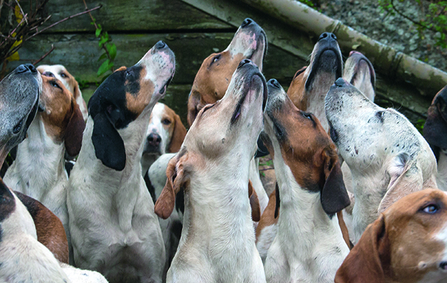 Dartmoor hounds have an "ah Bisto" moment at the meet at Throwleigh earlier this season