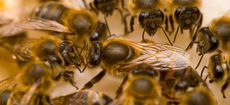 A queen bee surrounded by honeybees (Apis mellifera)