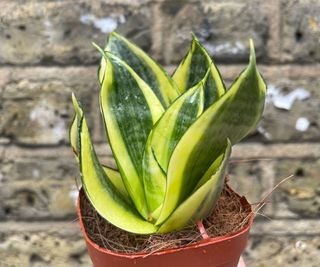 snake plant Golden Hahnii in plastic pot