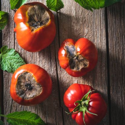 Four tomatoes with dark, sick looking spots from blossom end rot