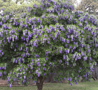 texas mountain laurel tree in bloom