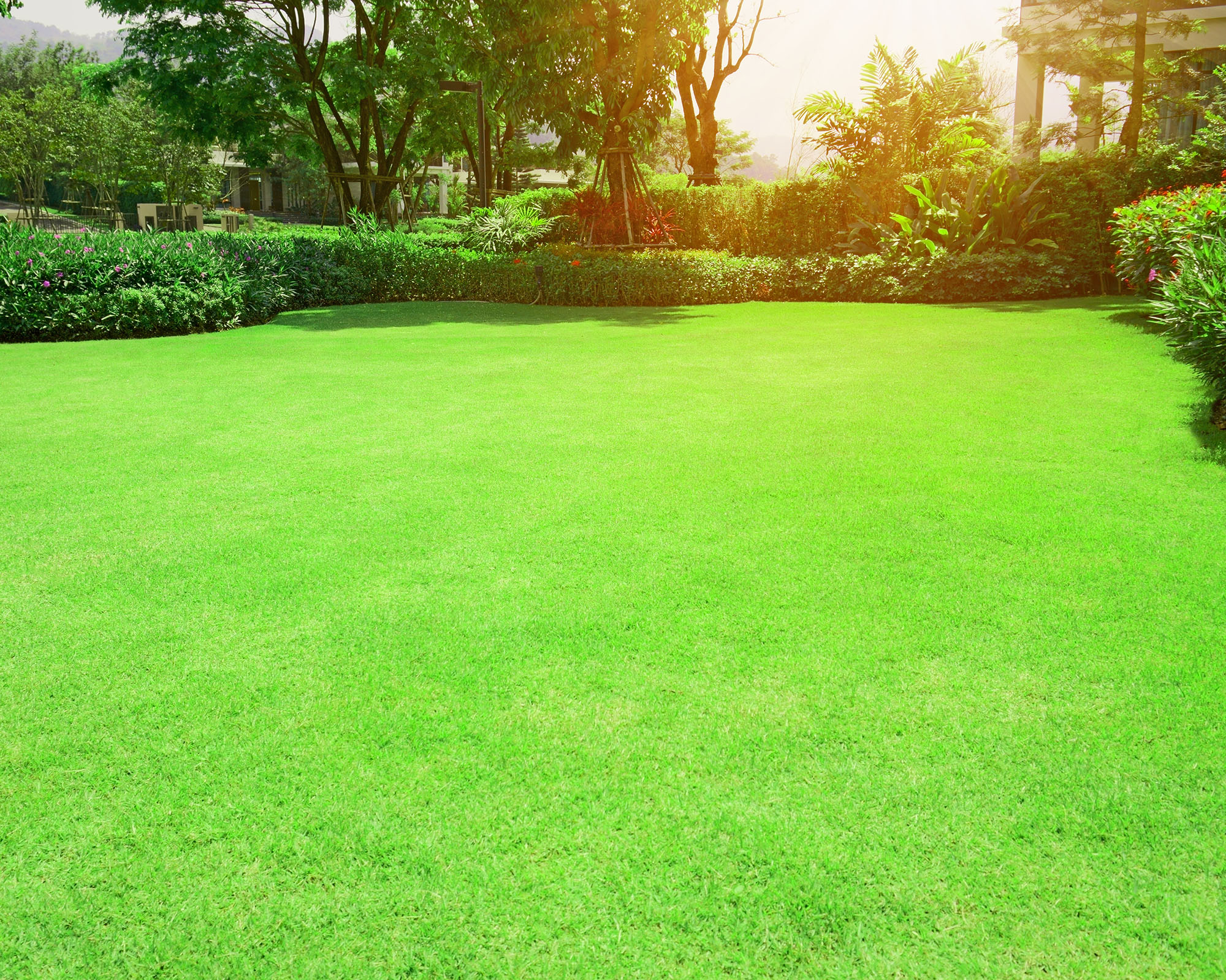 Perfect green lawn of Bermuda grass