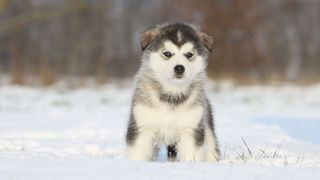 Alaskan malamute puppy