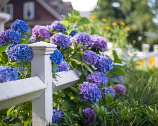 fence covered with blue hydrangea