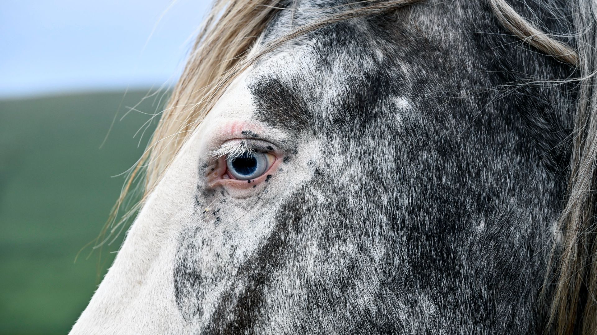 Horse with blue eye close up