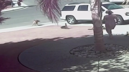 Heroic cat saves child from dog mauling