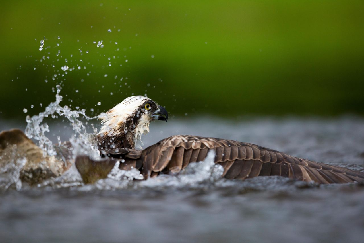 Osprey flying in at Rutland Water